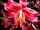 Фотография Леонтьевой Ольги