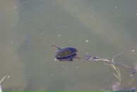 Виталий Маланин фотография #35 (источник - https://vk.com/id698311)