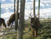 Фотография Тимерхановой Ильнары