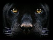 Фотография Владимировича Алексея