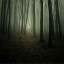 Фотография Елена Шевашкевич