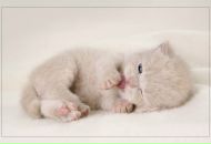 Зеновій Шкільний фотография #11 (источник - https://vk.com/id12810013)