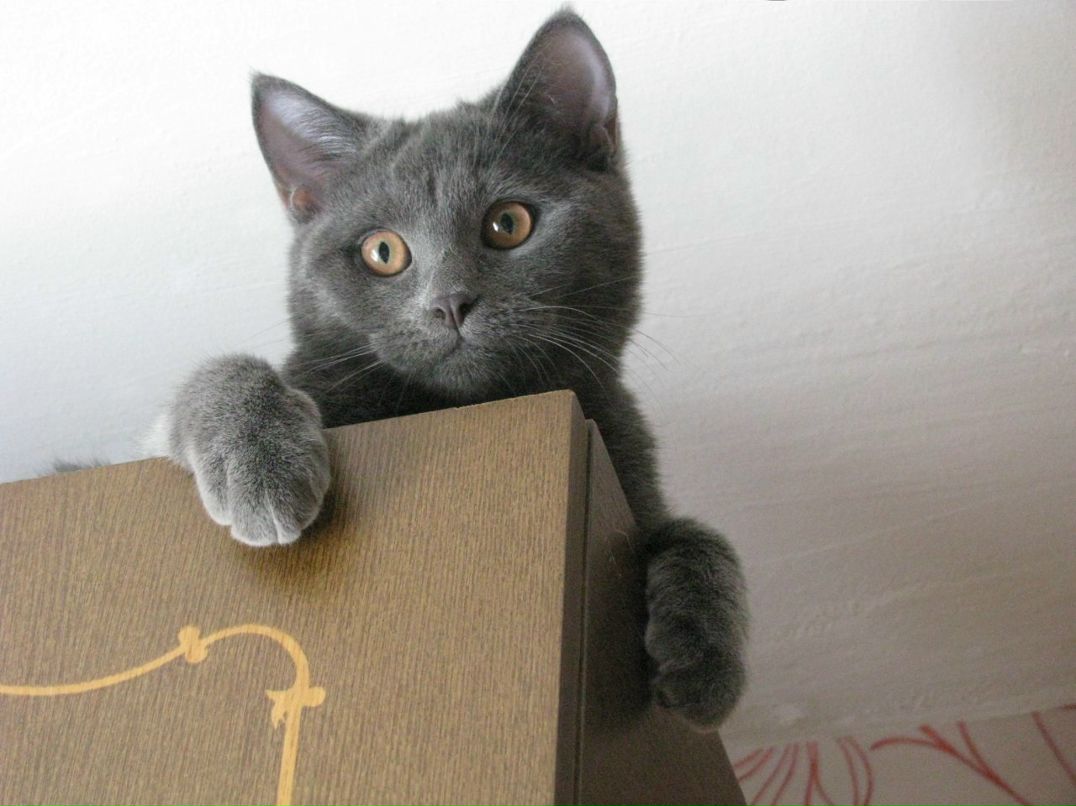 Алена Плоткина фотография #40