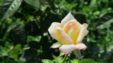 Наталія Торчинська фотография #23 (источник - https://vk.com/id11291283)