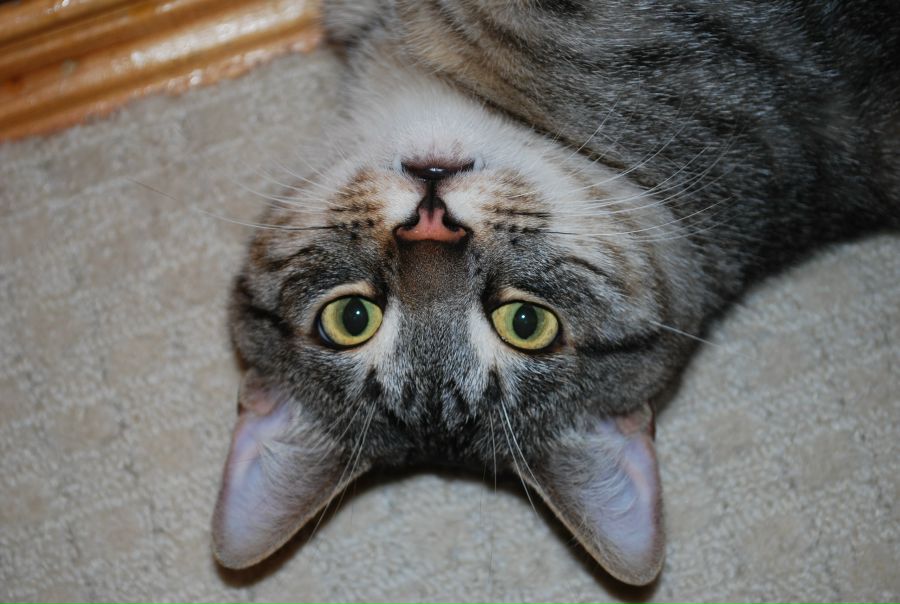 Катя Кармина фото №3