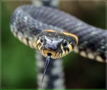 Фотография Антоневской Анастасии