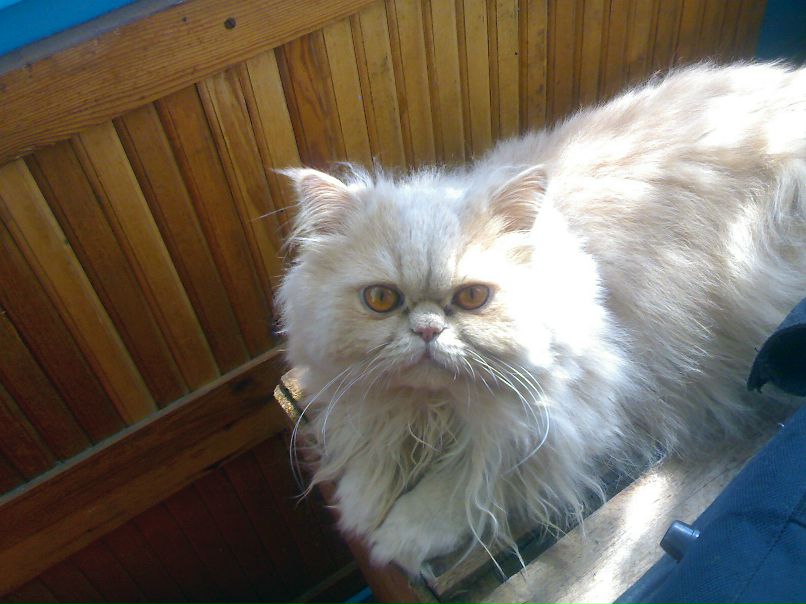 Хел Бой фотография #20