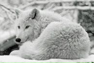 Ігор Дмитрук фотография #19 (источник - https://vk.com/id36405263)