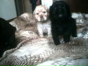 Катя Брэйн фотография #4 (источник - https://vk.com/id360531)