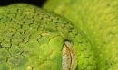 Snakes Tempter фотография #20 (источник - https://vk.com/id73834955)