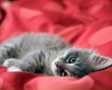 Кіра Мілашка фотография #39 (источник - https://vk.com/id85341606)