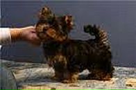 Свєтка Снігова фотография #20 (источник - https://vk.com/id81445447)