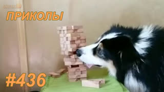 Приколы июнь 2019 №436