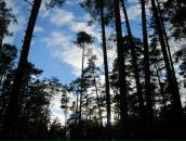 Dmitry Kid фотография #35 (источник - https://vk.com/id995597)