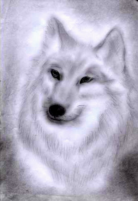 Bella Swan фотография #8