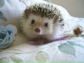 Фотография Мачавариани Алины