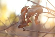 Фотография Адониной Анны