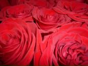 Анна Соловьева фотография #49 (источник - https://vk.com/id917251)