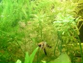 Dathim Origin фотография #28 (источник - https://vk.com/id2932718)