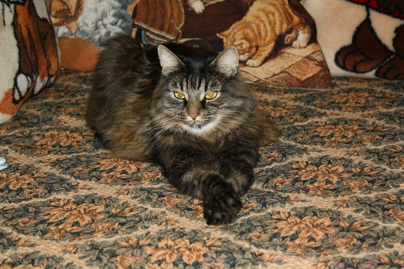 Девушка Мечта фотография #50