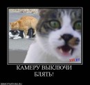 Кот =) фотография #15 (источник - https://vk.com/id89873718)