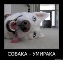 Ромка Івегеш фотография #34 (источник - https://vk.com/id140033696)