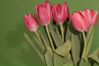 Фотография Аюповой Айгуль