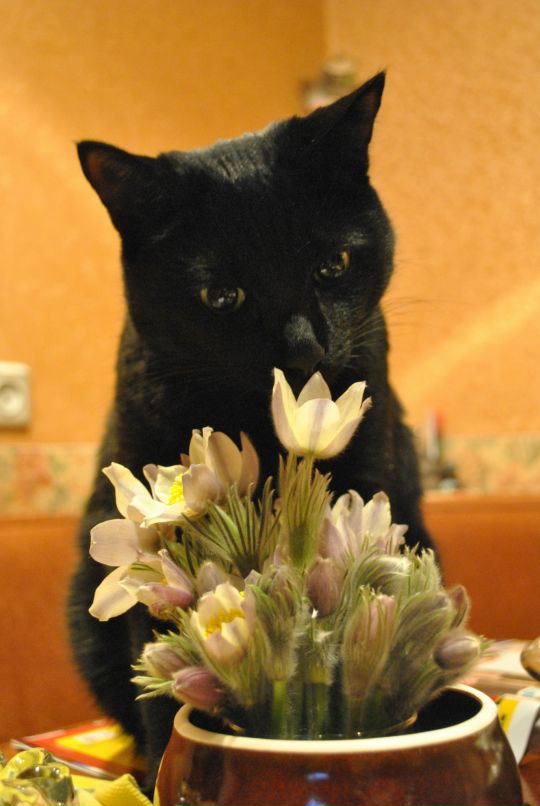 Дарья Столяр фотография #43