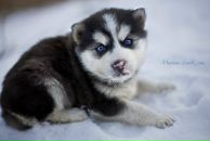 Фотография Даниленковой Анастасии