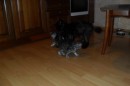 Кот Салтыков фотография #29 (источник - https://vk.com/id82408447)