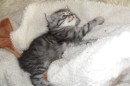 Кот Салтыков фотография #4 (источник - https://vk.com/id82408447)