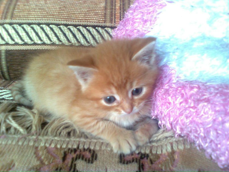 Дмитрий Свалухин фотография #4