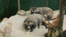 Мар'яна Чепіль фотография #18 (источник - https://vk.com/id64626542)