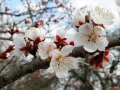 Фотография Сухих Елены