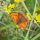 Фотография Хачатрян Марии