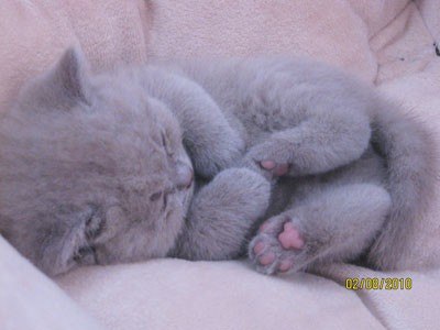 №14, Олеся Туманова №14, Олеся Туманова