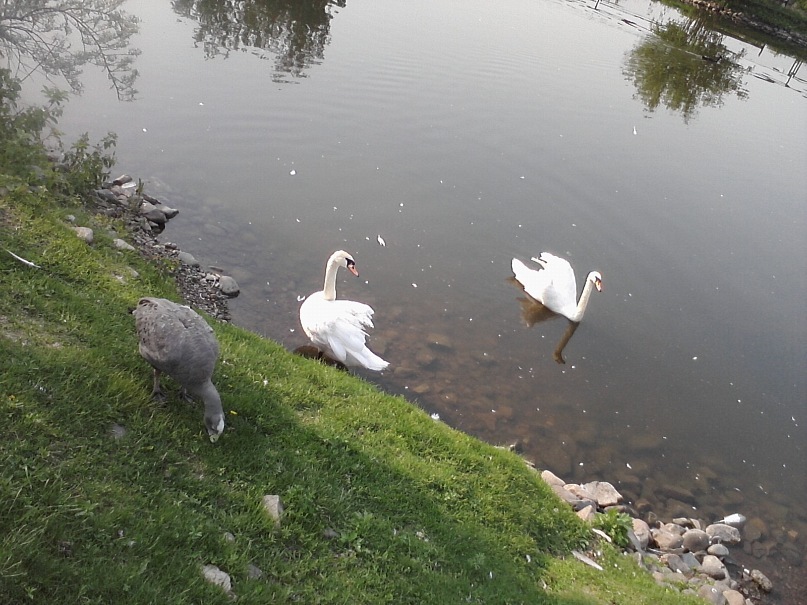 Дмитрий Иост фотография #31