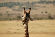 Фотография Васильева Анастасия