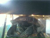 Лілія Горденко-Кутень фотография #33 (источник - https://vk.com/id61926689)