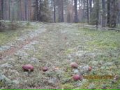 Сергей Репьёв фотография #20 (источник - https://vk.com/id4484013)